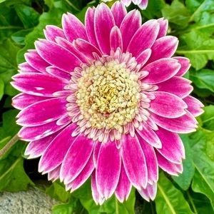 Meet your Posher, Marla